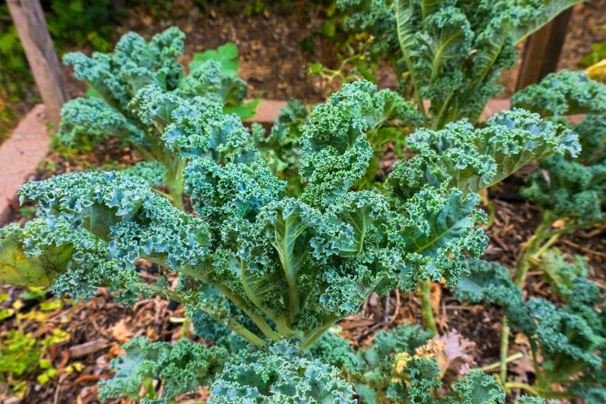 Kale Plant